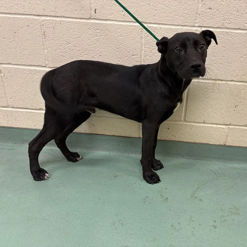 A young medium-sized male Black Mixed Breed dog named Leroy for adoption in Memphis, TN