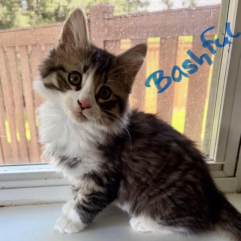 Bashful
