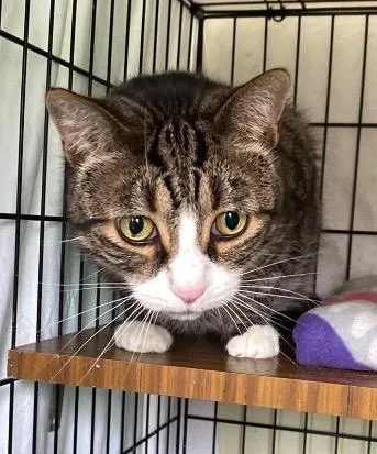 An adult medium-sized male Domestic Short Hair cat named Stormy for adoption in Muskegon, MI