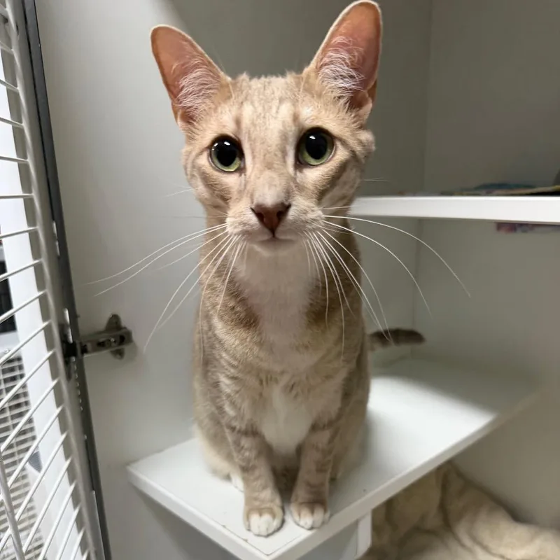 An adult large-sized male Lilac Point Domestic Short Hair cat named Diet Coke for adoption in Waynesville, NC