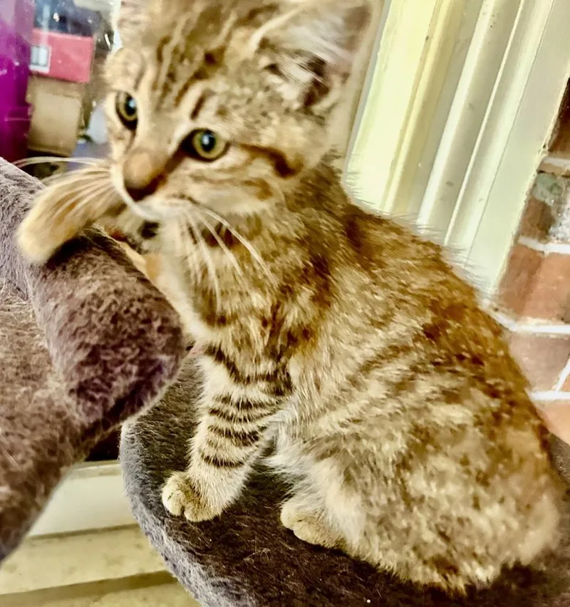 A baby small-sized male Brown / Chocolate Domestic Short Hair cat named Tweed for adoption in Franklin, WV