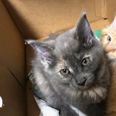 A baby small-sized female Gray / Blue / Silver Domestic Medium Hair cat named Daisy for adoption in Novelty, OH