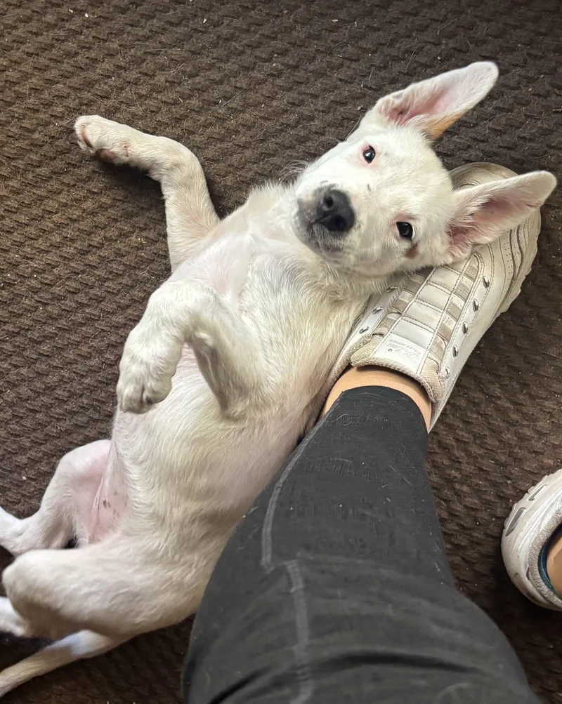 A baby medium-sized female Pit Bull Terrier dog named Sugar for adoption in Davis, CA