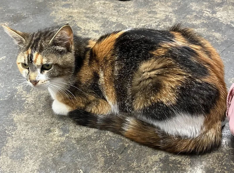 Rosie thumbnail 4