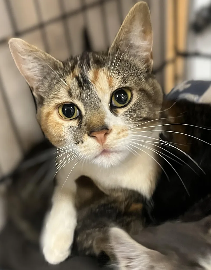 Rosie thumbnail 6