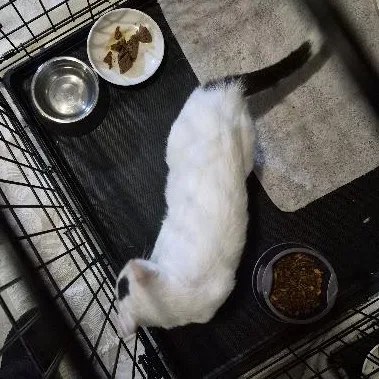 An adult medium-sized female White Domestic Short Hair cat named Dew Drop for adoption in Keansburg, NJ