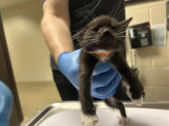 A baby small-sized female Domestic Short Hair cat named Orange for adoption in Chapel Hill, NC