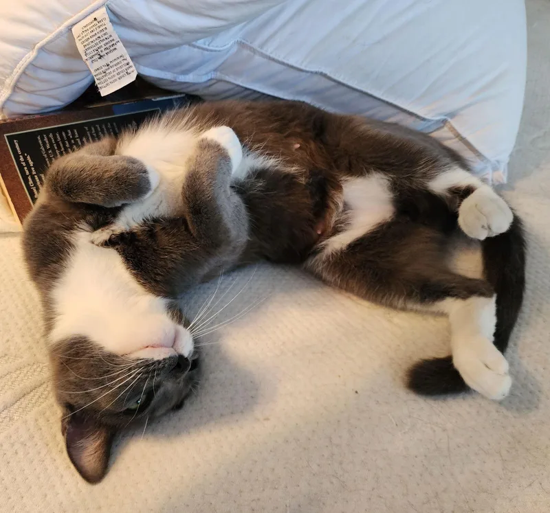 Clara Daintygreeneyedbeauty thumbnail 2