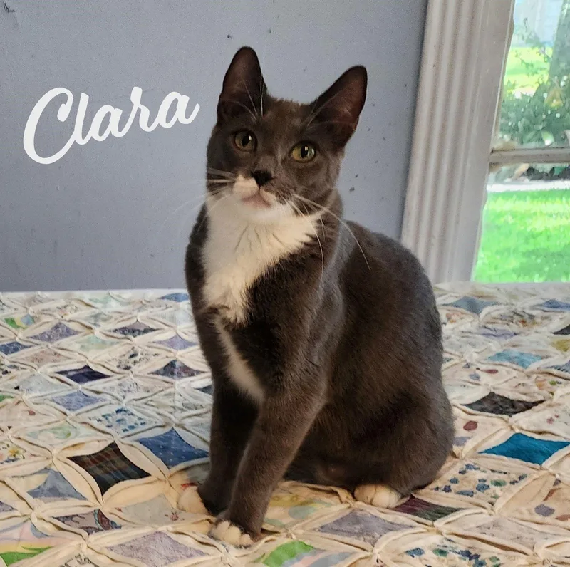 Clara Daintygreeneyedbeauty