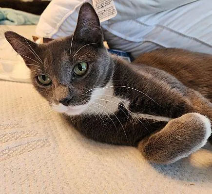 Clara Daintygreeneyedbeauty thumbnail 3