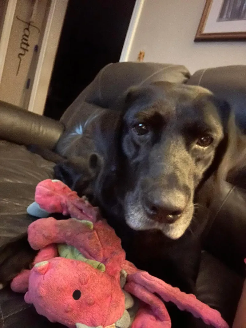 An adult large-sized male Black Labrador Retriever dog named Hobo for adoption in Elkton, MD