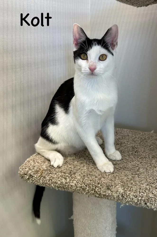 Kolt thumbnail 4