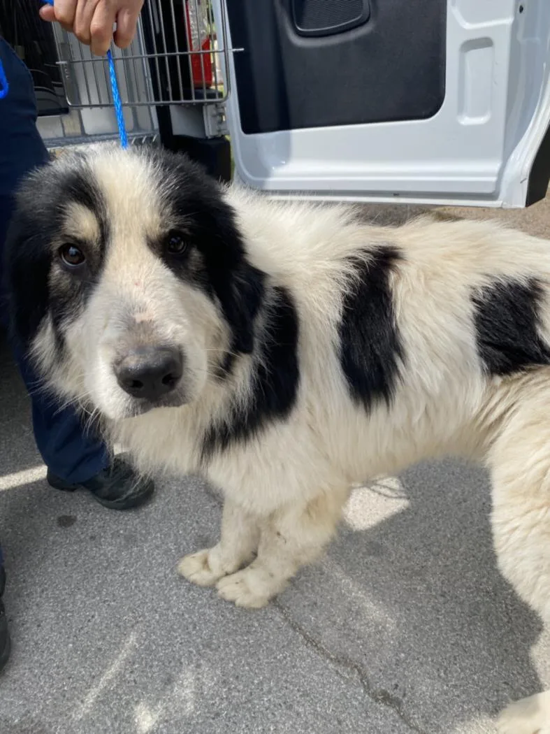 A young large-sized male Mixed Breed dog named Pepper for adoption in Dallas, TX