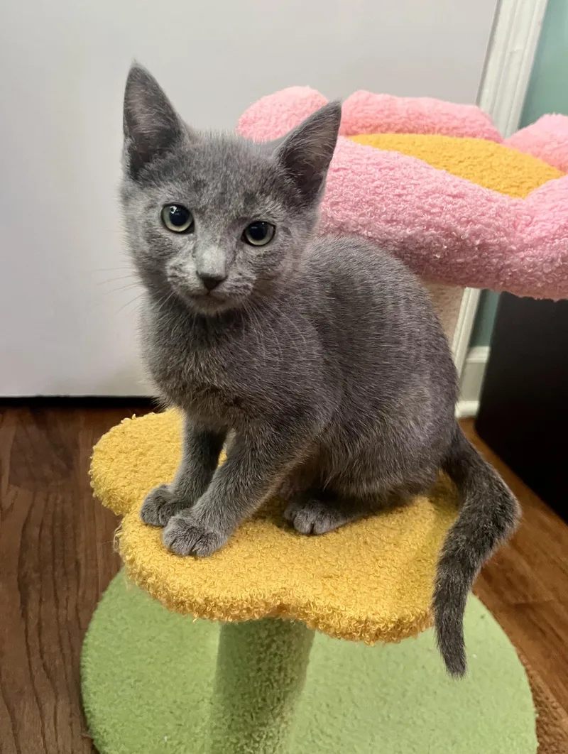 A baby medium-sized female Gray / Blue / Silver Domestic Short Hair cat named Dolly for adoption in Mount Juliet, TN