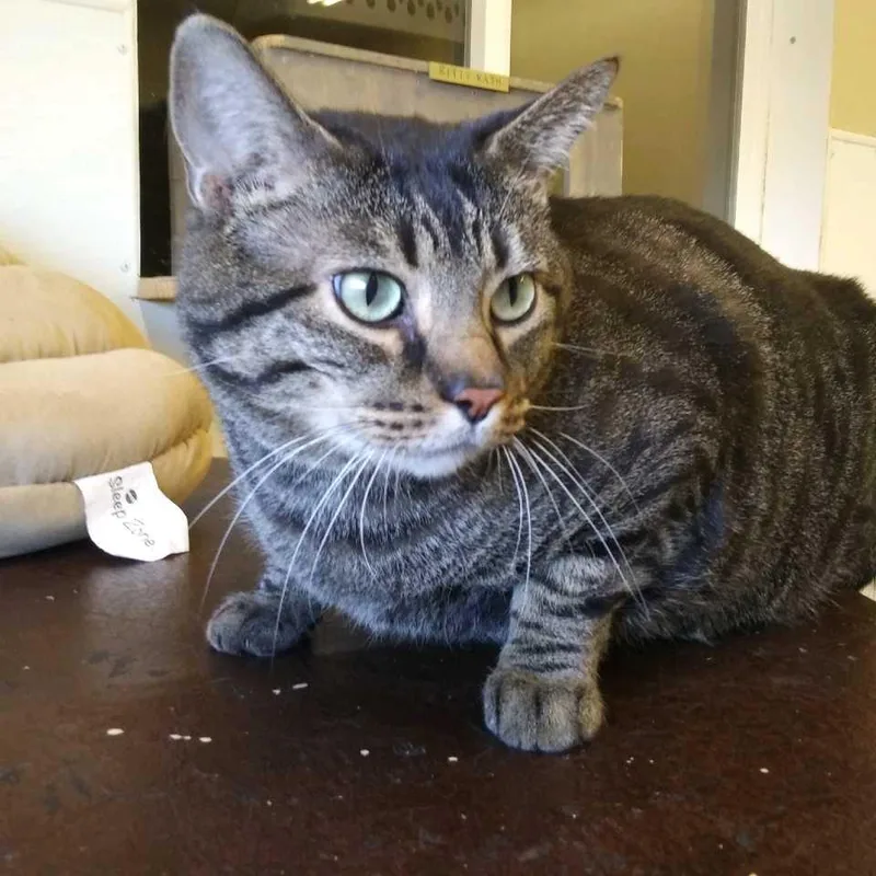 An adult large-sized male Domestic Short Hair cat named Buddy for adoption in Hot Springs, SD