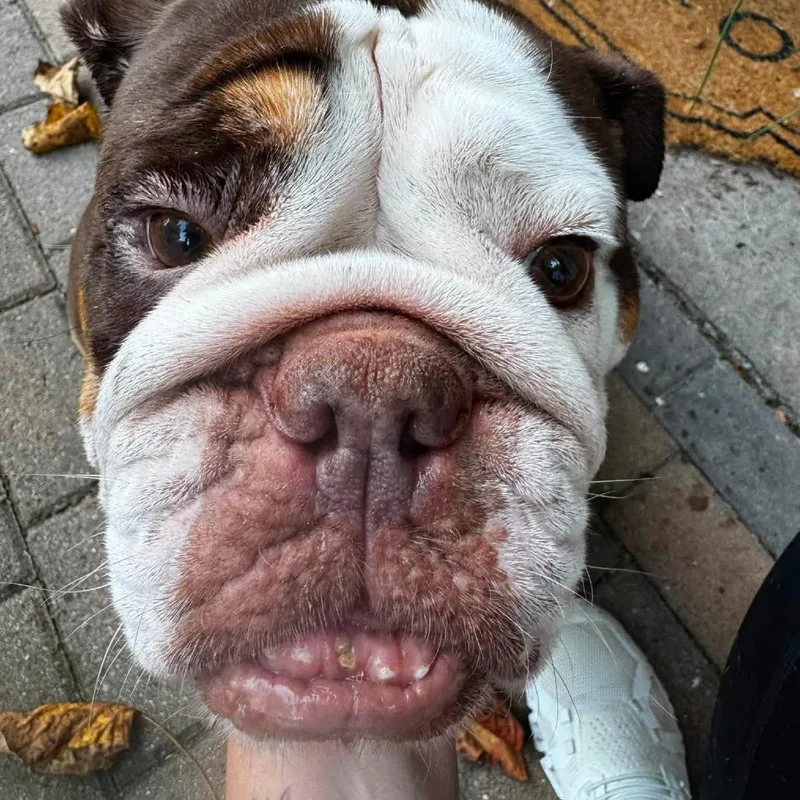 An adult large-sized female Brown / Chocolate English Bulldog dog named Keke for adoption in Huber Heights, OH