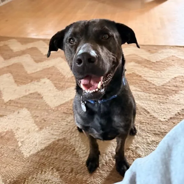 An adult large-sized male Mixed Breed dog named Axel for adoption in Los Angeles, CA