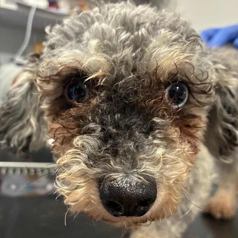 An adult small-sized female Gray / Blue / Silver Poodle dog named Esther for adoption in Northbrook, IL