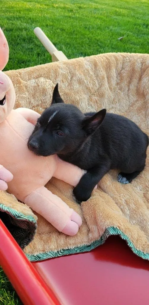 A baby small-sized female Australian Cattle Dog / Blue Heeler dog named Cloudy for adoption in Indianapolis, IN
