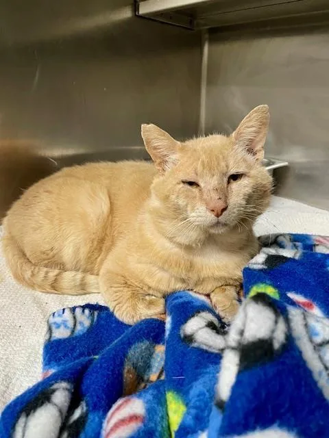 An adult large-sized male Domestic Short Hair cat named Niles for adoption in Pasadena, TX