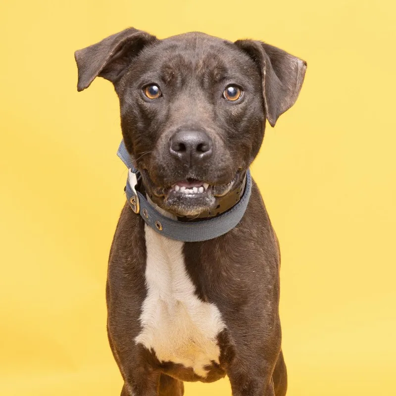 Xena Star thumbnail 2