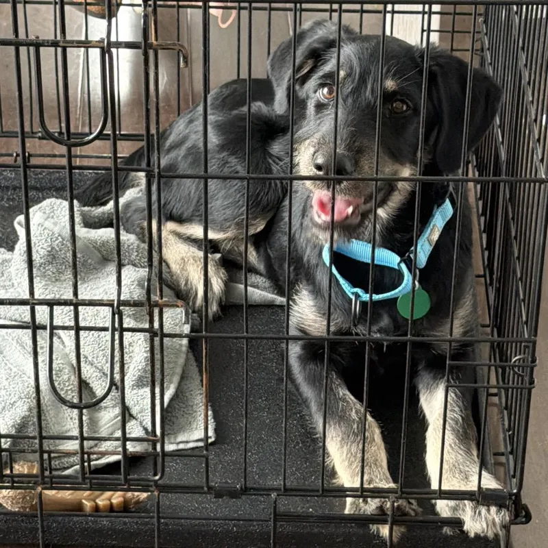 A baby medium-sized female Black Mixed Breed dog named Misty for adoption in Buffalo, MN