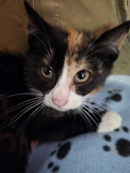 A baby small-sized female Domestic Short Hair cat named Annabeth for adoption in Ringoes, NJ
