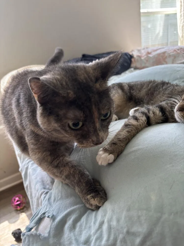 A senior medium-sized female Domestic Short Hair cat named Precious for adoption in Salisbury, NC