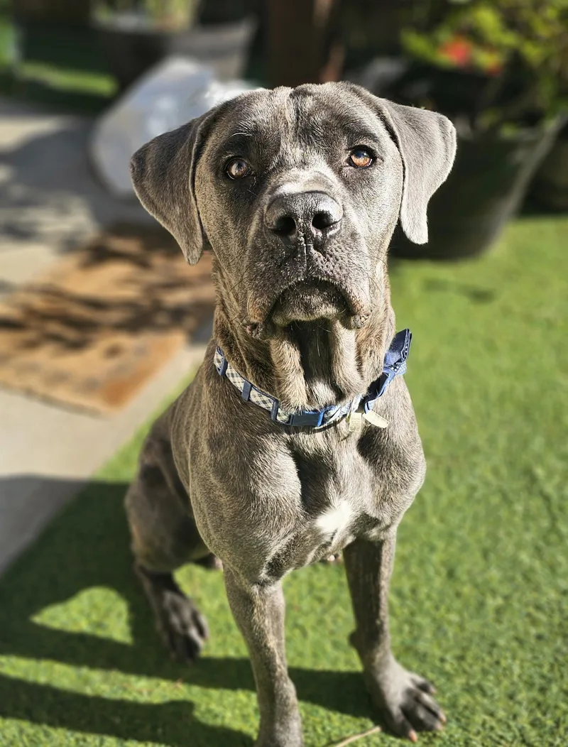 A young large-sized male Gray / Blue / Silver Cane Corso dog named Bruno for adoption in Longview, TX