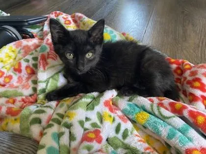 A baby small-sized female Domestic Short Hair cat named Sza for adoption in West Chester, PA
