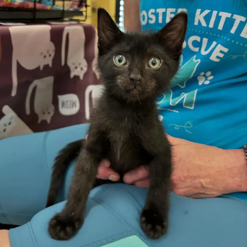 A baby medium-sized male Black Domestic Short Hair cat named Tom for adoption in Omaha, NE