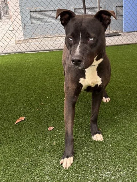 An adult large-sized female Pit Bull Terrier dog named Gabby for adoption in Gardena, CA