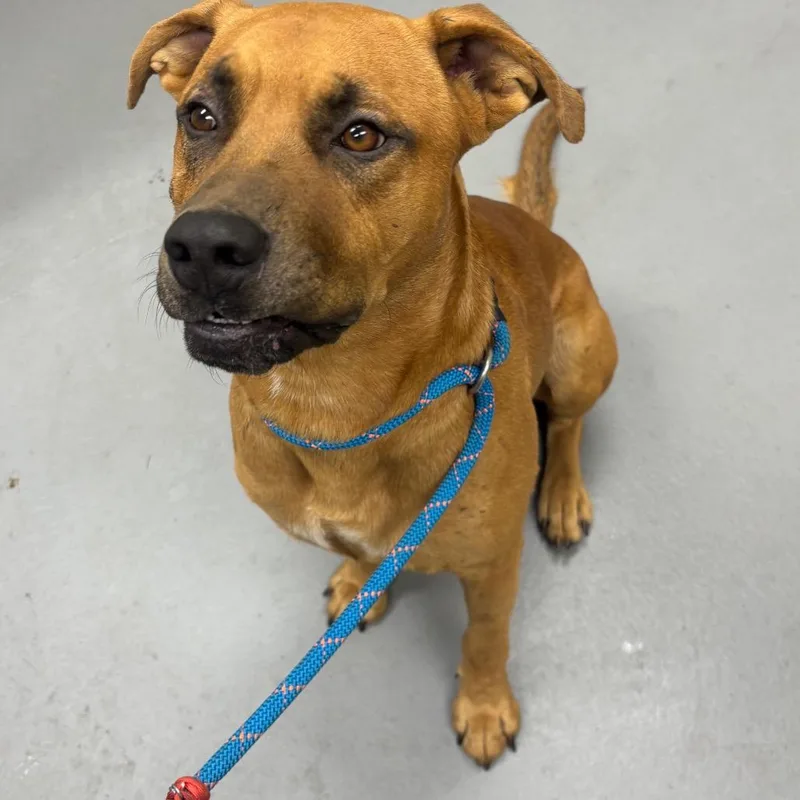 An adult large-sized male Brown / Chocolate Mixed Breed dog named StrayGettysburgWay for adoption in Columbus, GA