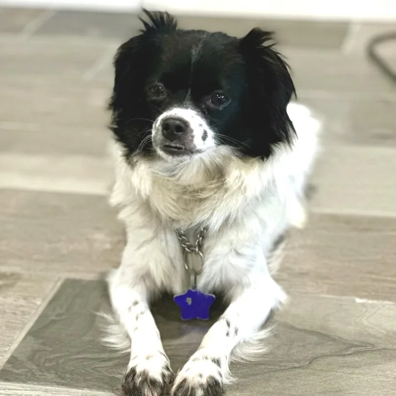 An adult small-sized female Black Mixed Breed dog named Escalon for adoption in San Francisco, CA