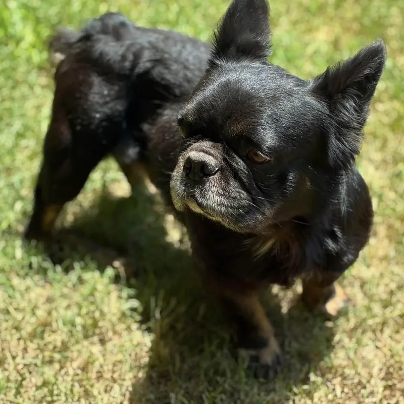 Snoop thumbnail 6