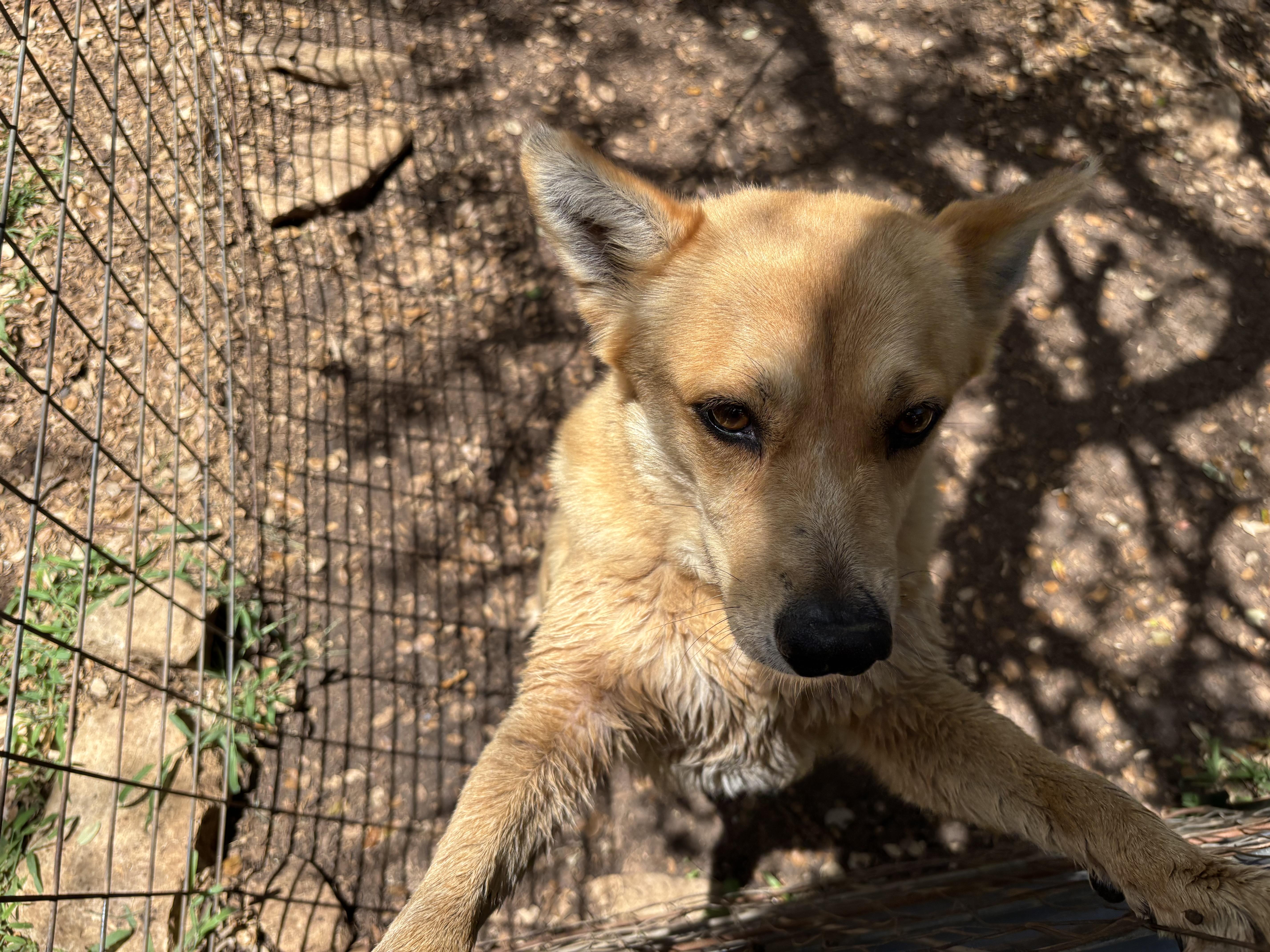 An adult medium-sized female Golden Mixed Breed dog named Symie for adoption in Blanco, TX