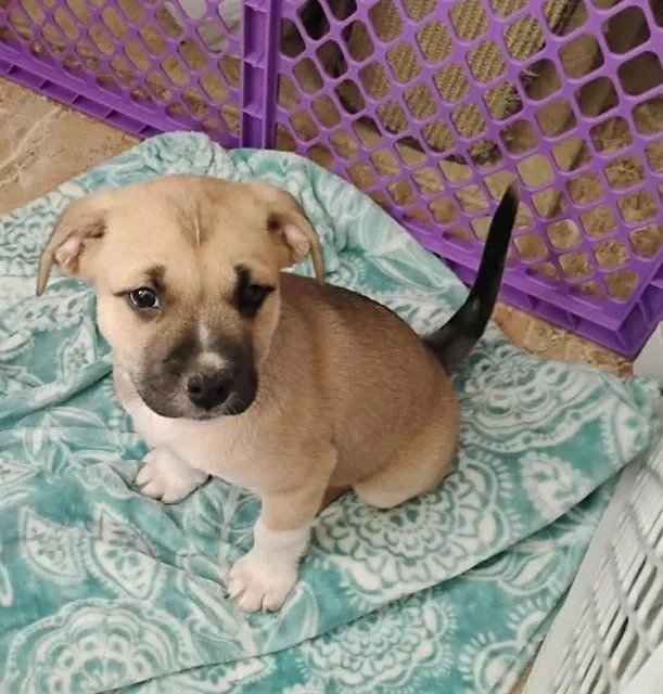 A baby small-sized male Pit Bull Terrier dog named Wooly for adoption in Tucson, AZ