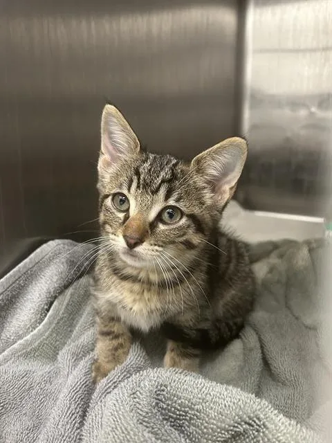A baby small-sized female Domestic Short Hair cat named Truffle for adoption in Rosenberg, TX