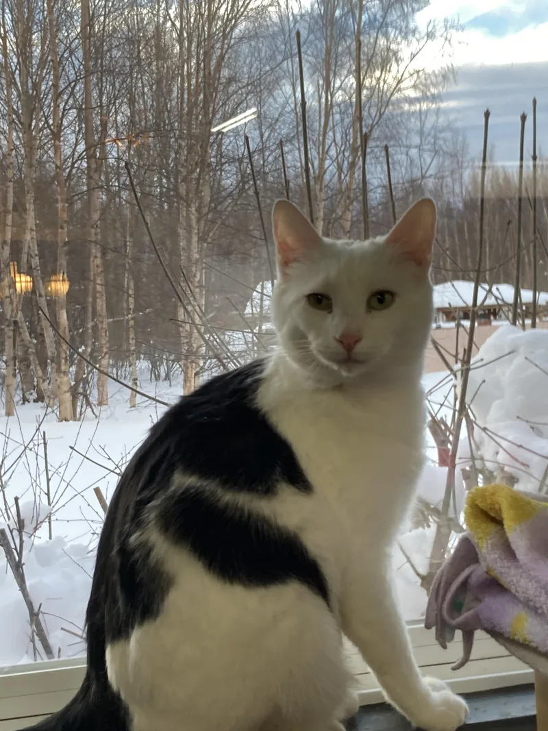An adult extra large-sized male Domestic Short Hair cat named Arctic for adoption in Wasilla, AK