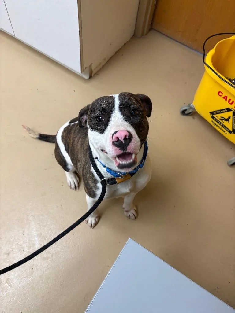 An adult large-sized female Pit Bull Terrier dog named Chloe for adoption in Waverly, NY