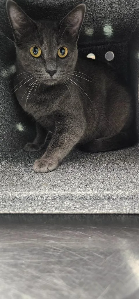 A young medium-sized female Domestic Short Hair cat named Ekko for adoption in Athens, TN