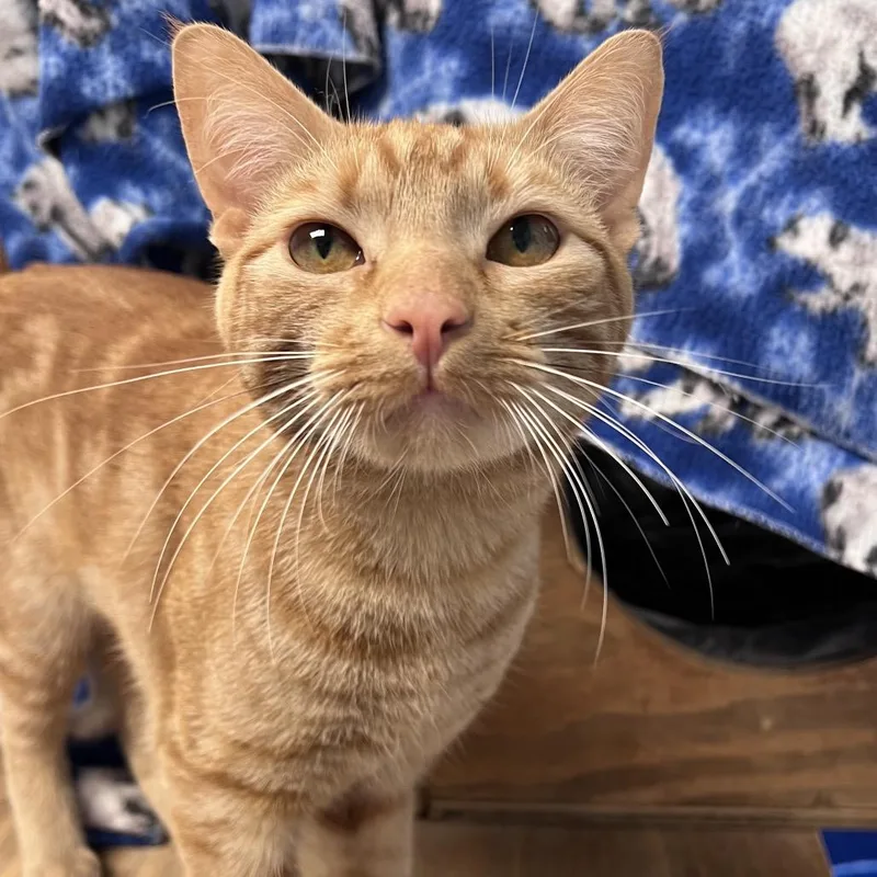A young medium-sized male Orange / Red Domestic Short Hair cat named Chester for adoption in Arlington Heights, IL