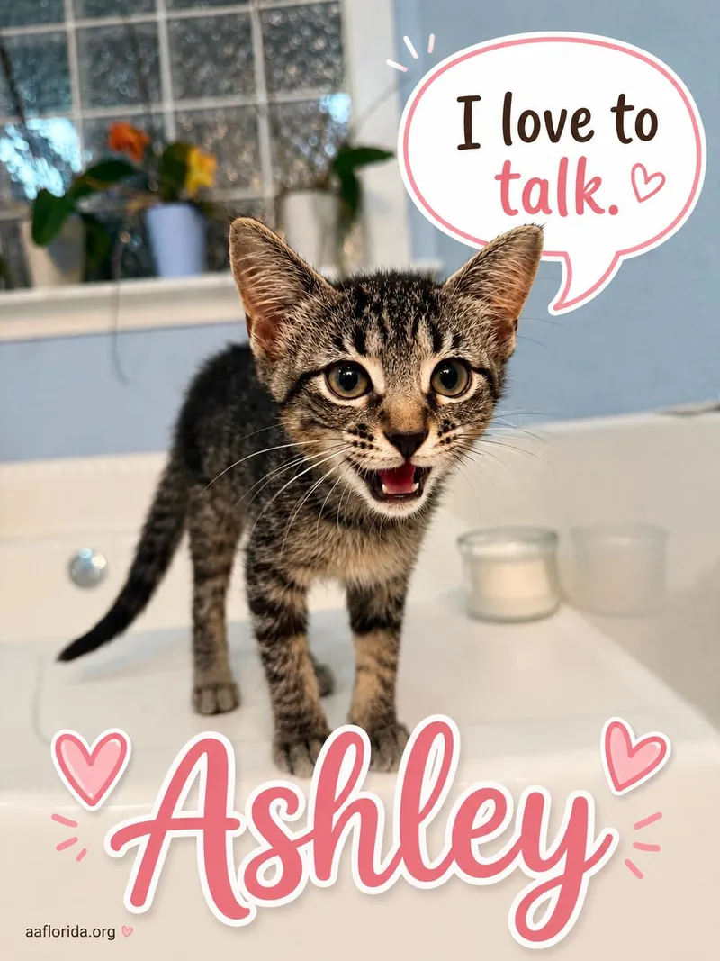 A young medium-sized female Tabby cat named Ashley for adoption in Pensacola, FL