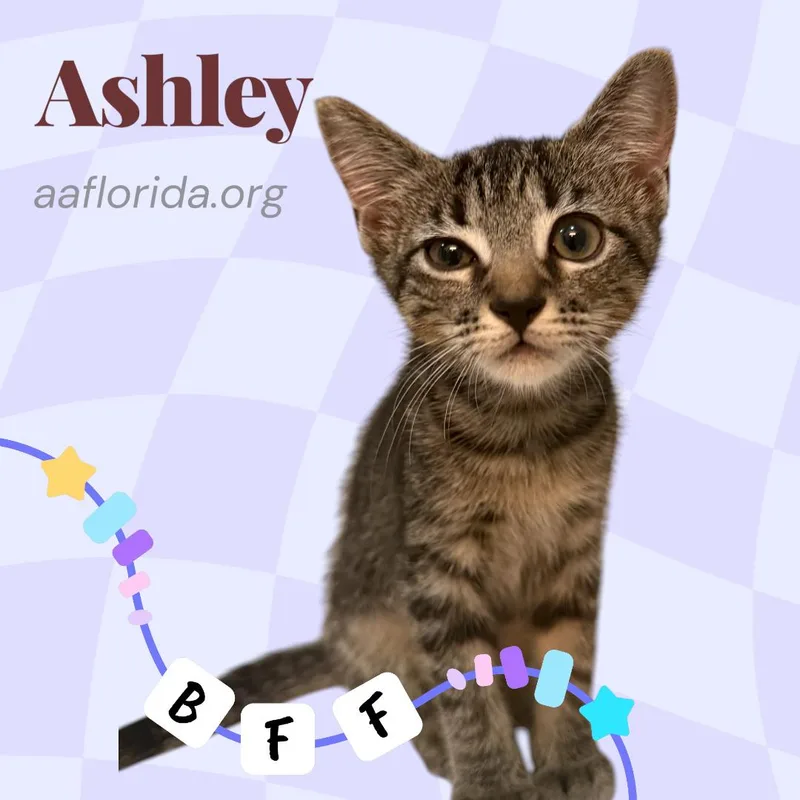 Ashley thumbnail 3