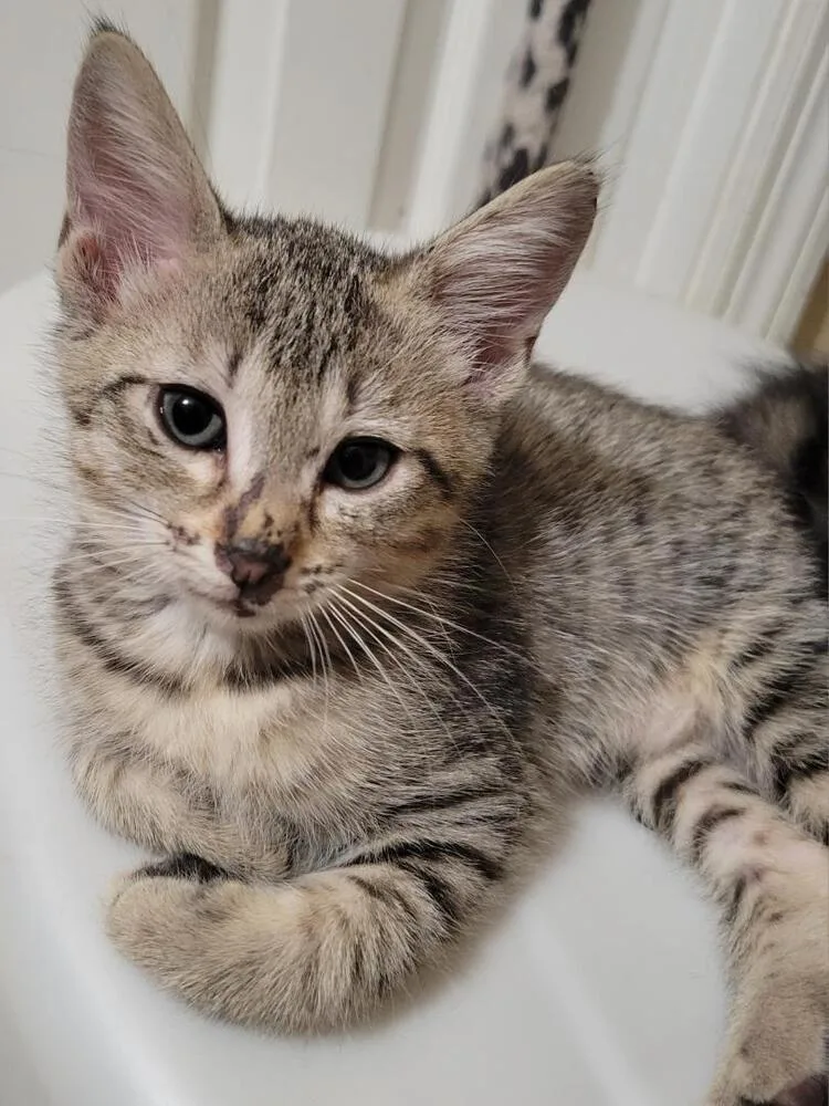 Truffles thumbnail 2