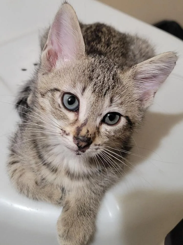 Truffles thumbnail 3