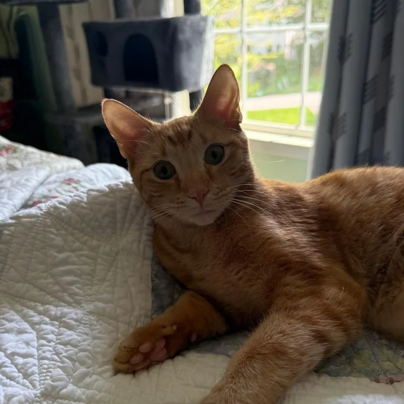 A young medium-sized female Domestic Short Hair cat named Cinnamon for adoption in Cumming, GA