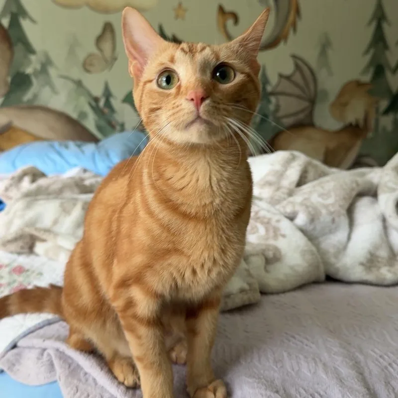 Cinnamon thumbnail 2