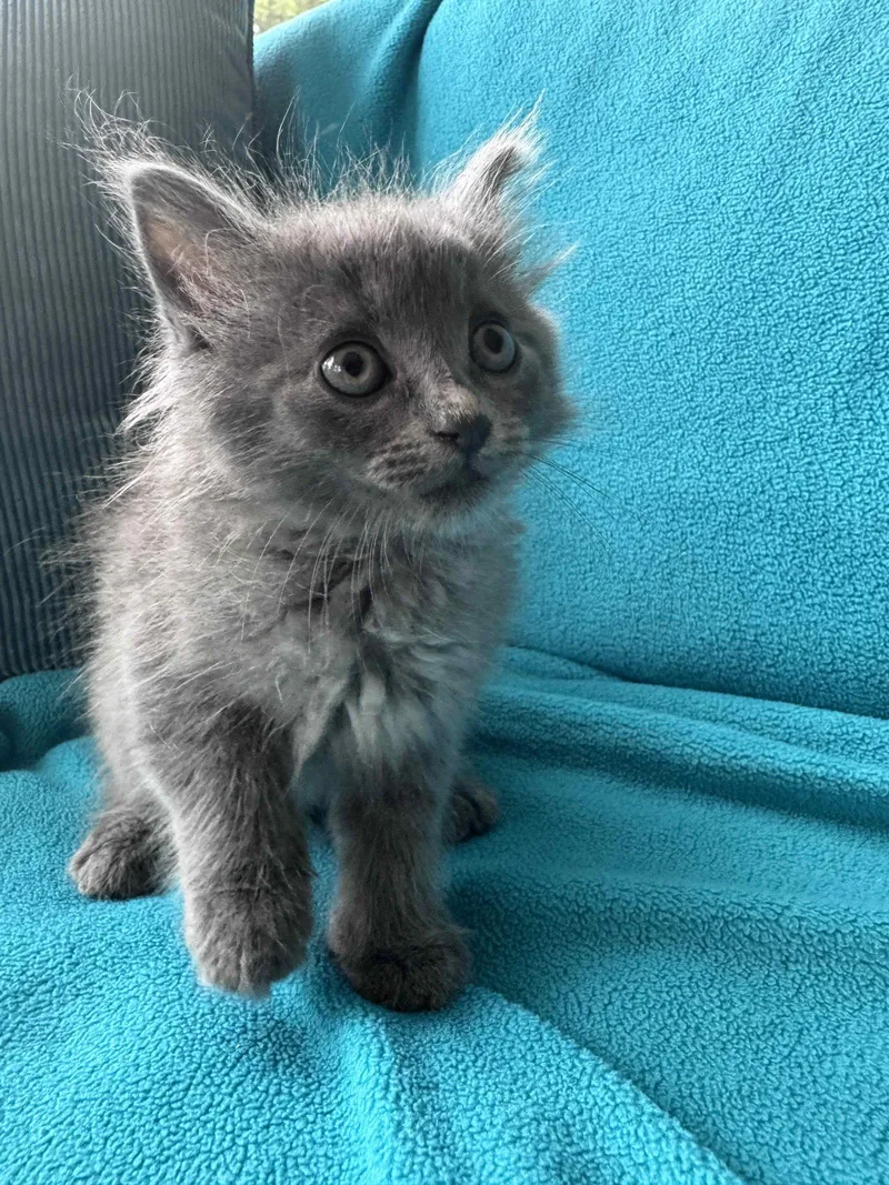 A baby medium-sized female Gray / Blue / Silver Russian Blue cat named Birdie for adoption in Buford, GA