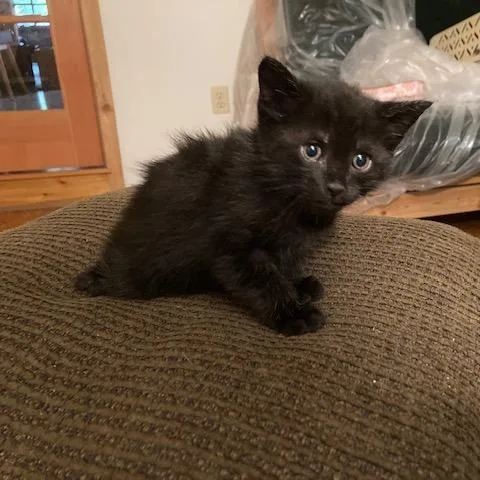 A baby small-sized male Black Domestic Short Hair cat named Panther for adoption in Estacada, OR
